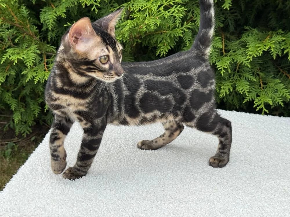 Бенгальский котёнок играет