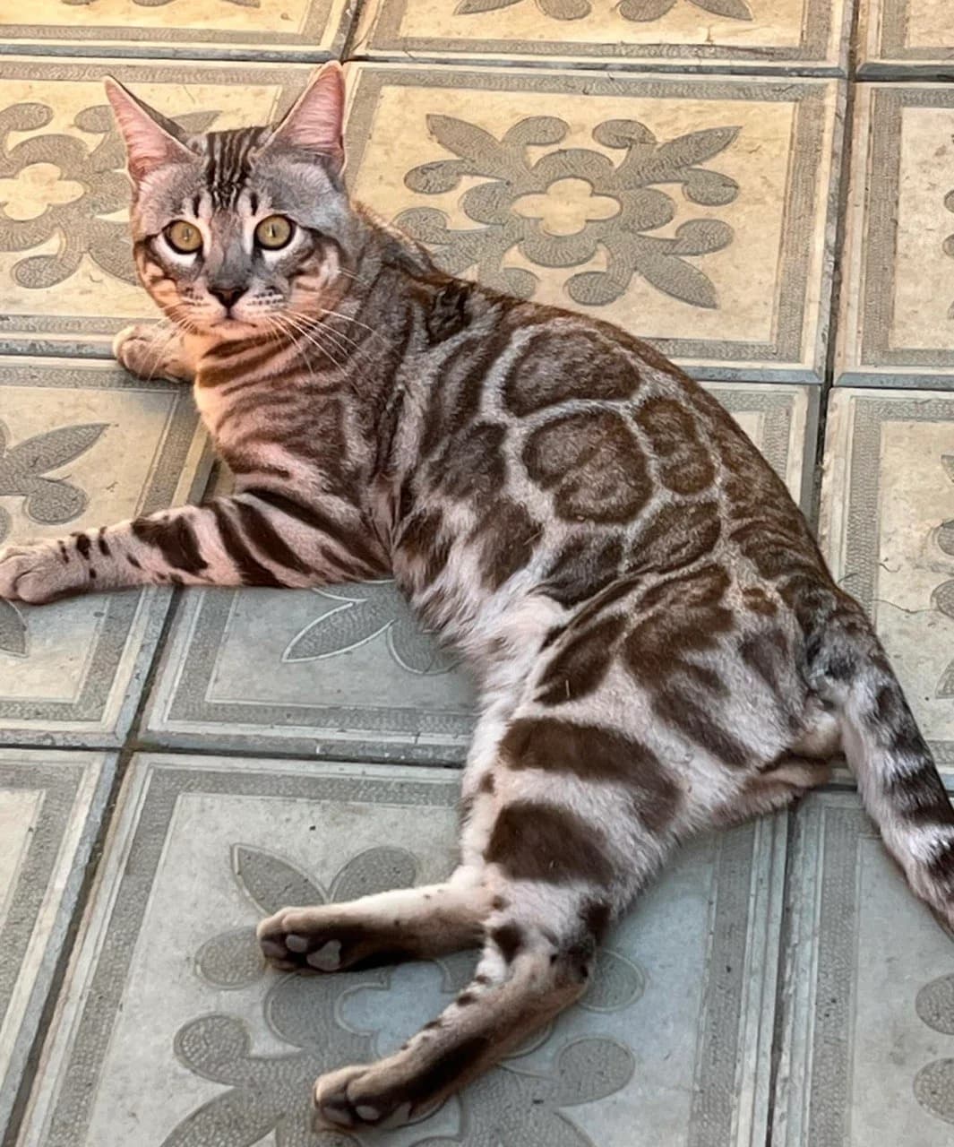 VALDAISBengal William of Sunhunters